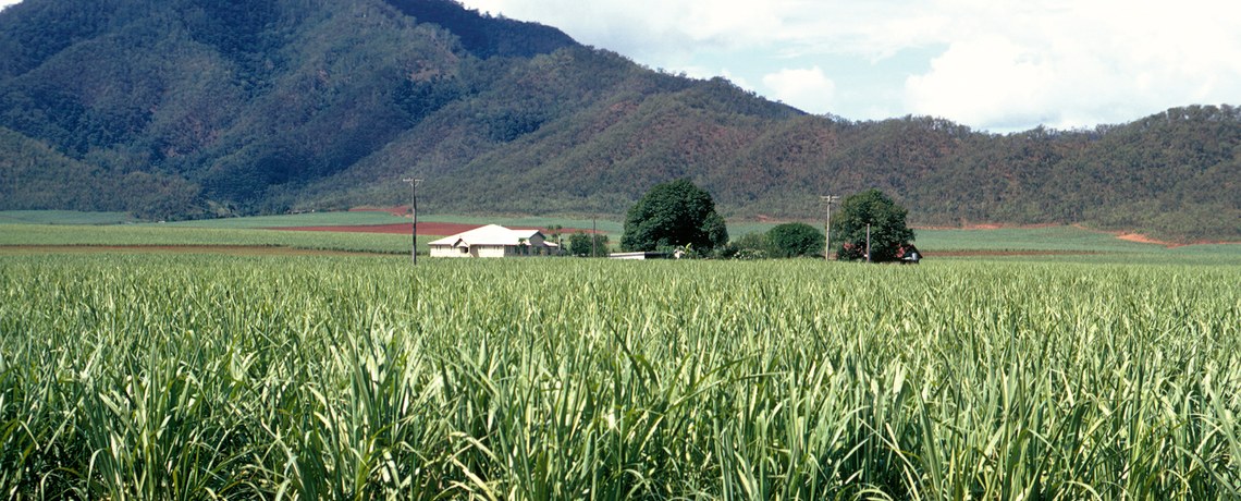Plantação de cana-de-açúcar com montanhas ao fundo